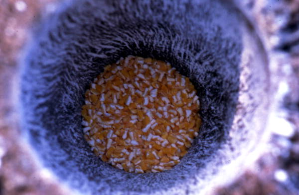 Ground corn in a container - Brighton Reservation, Florida
