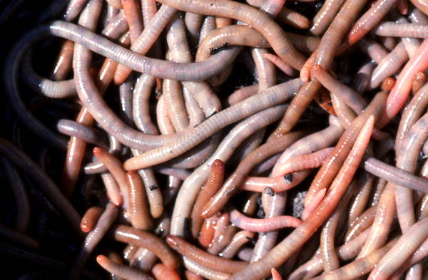 Harvest of worms after worm grunting - Bristol, Florida.