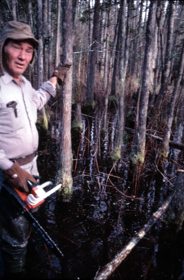 Robert Rudd cutting cypress for making furniture with - Bronson, Florida