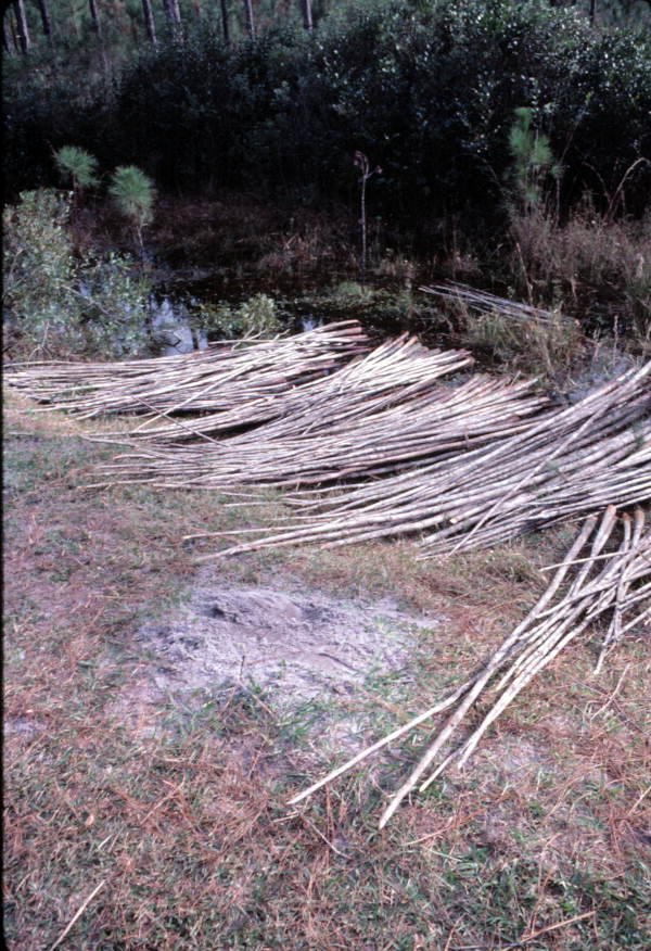 Cypress poles cut by Robert Rudd to make furniture with - Bronson, Florida