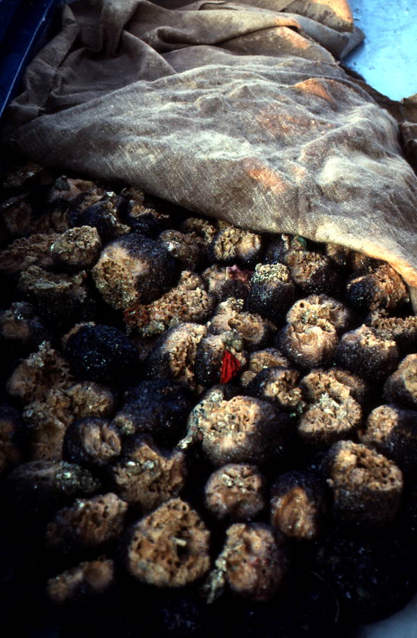 Sponges collected by Greek divers - Tarpon Springs, Florida