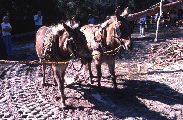 Mules pulling logs to grind sugar cane into syrup - White Springs, Florida
