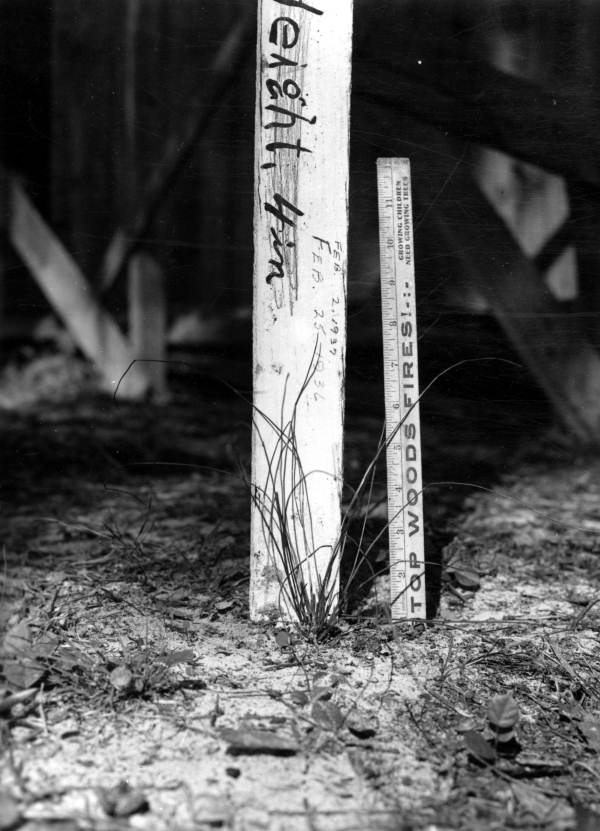Two year growth check of longleaf pine seedling.