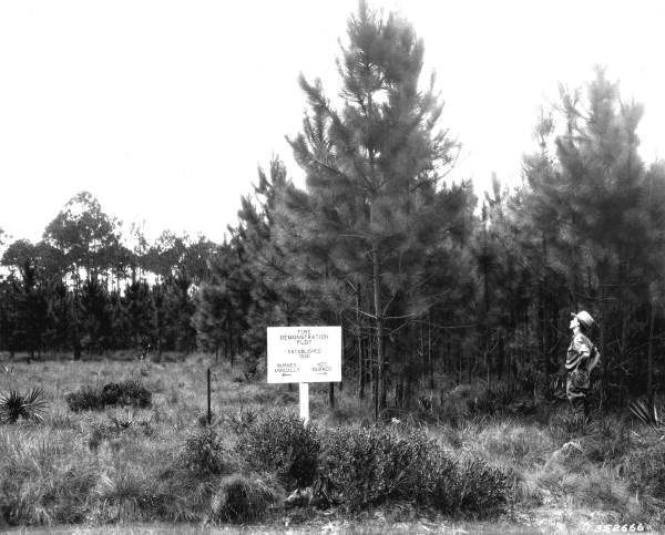 Burned and unburned plots