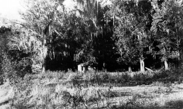 Clearing on bank of Apalachicola River at Cooper's Point.