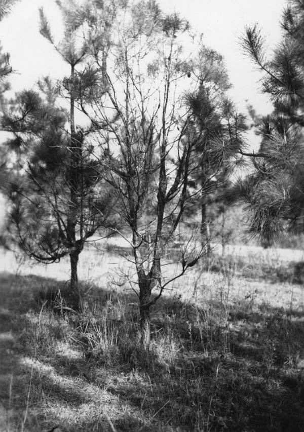 Loblolly pine killed by cronartium