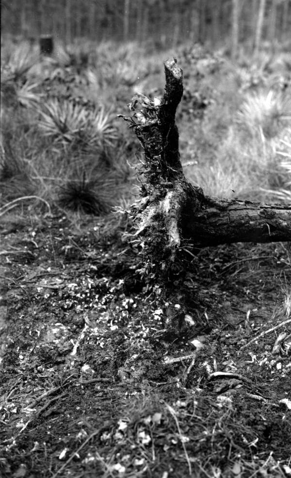 Shallow root systems of "Dade County" pine grown on coral rock soil.