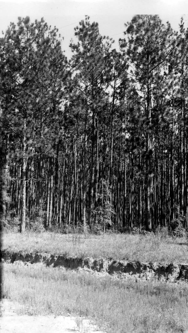 Thinning needed in heavy stand of slash timber.