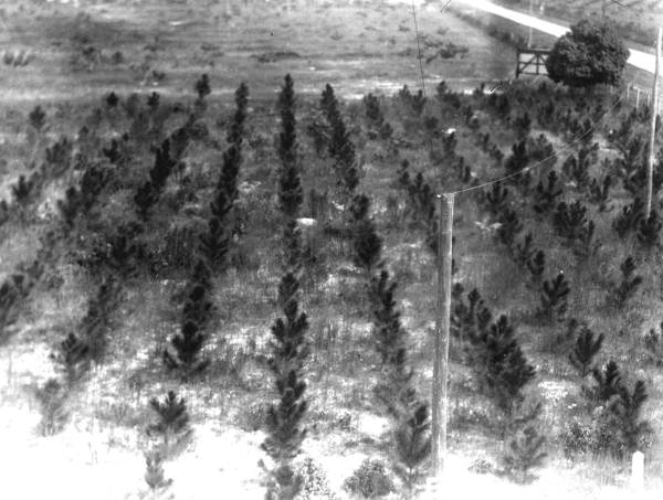 Tree plantation view from half-way up tower