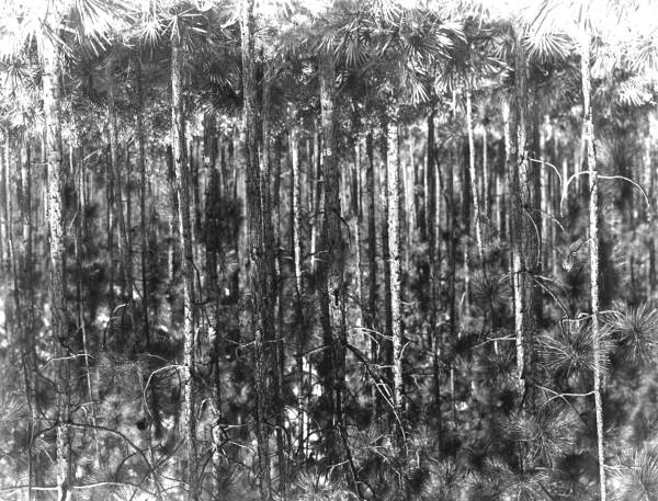 Thinning experiment on half-acre check plot