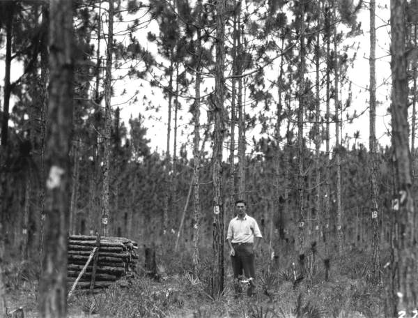 Longleaf pine cut to thin stand