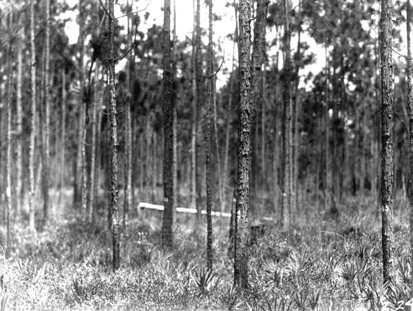 Thinned half-acre plot