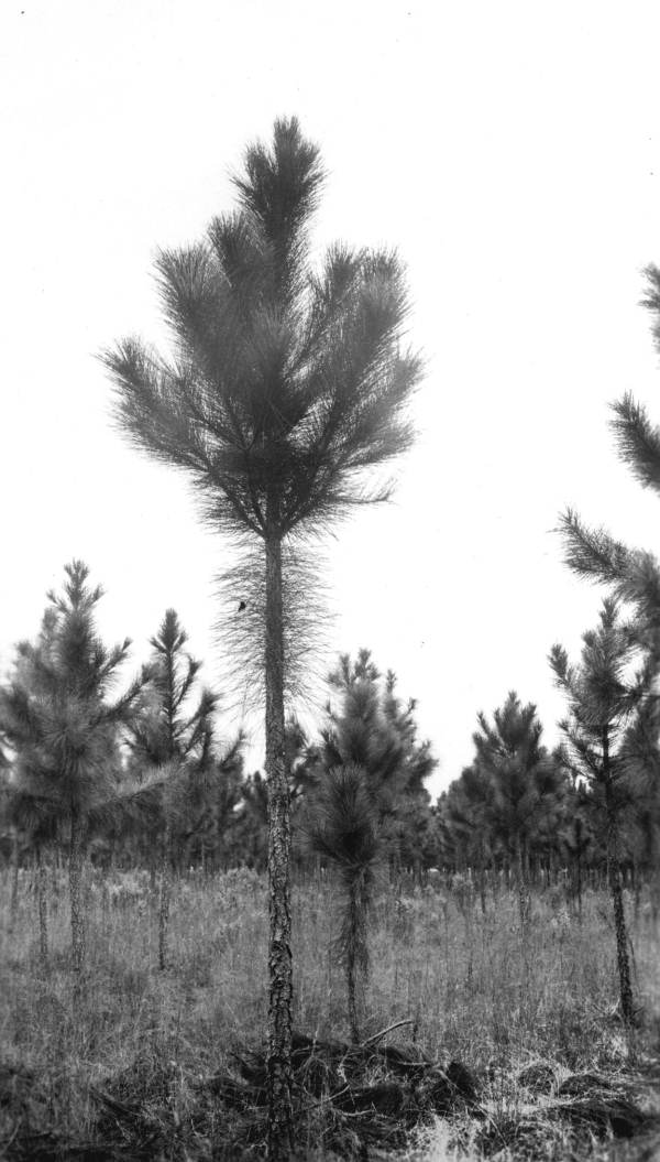 Improperly pruned slash pine