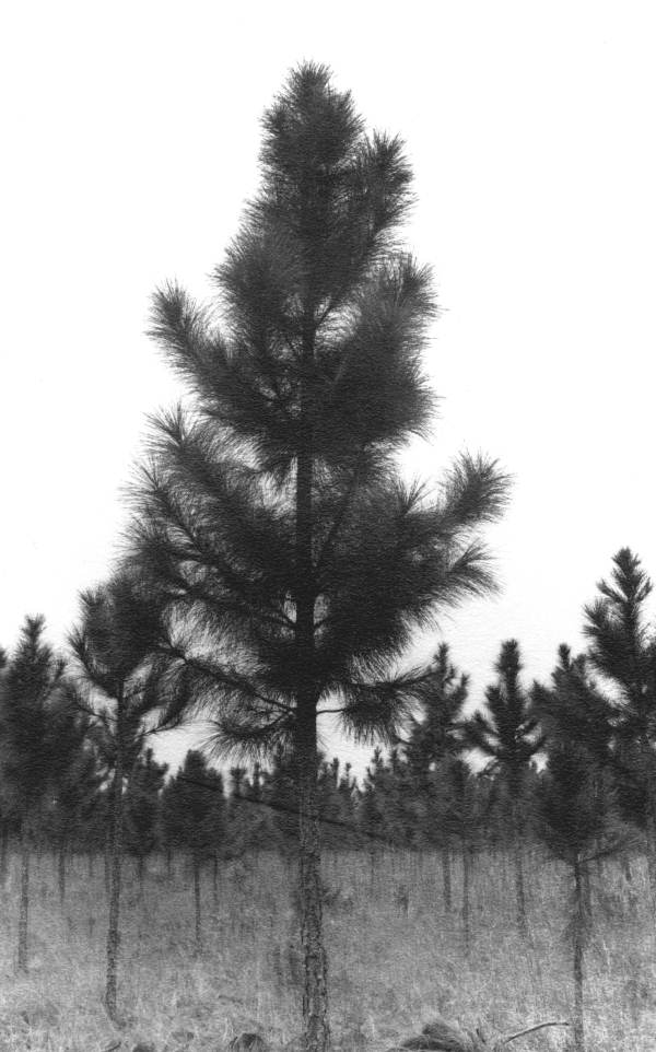Properly pruned slash pine