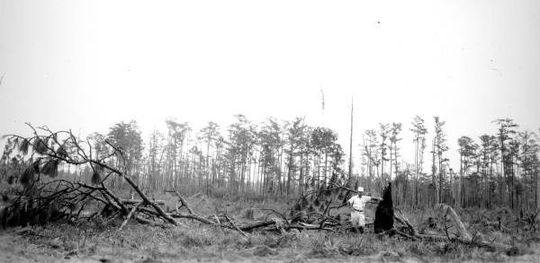 East half of "40" marked silviculturally