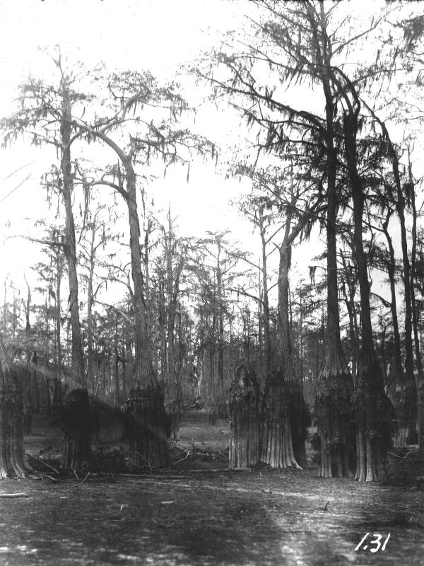 Cypress trees seen below the water level