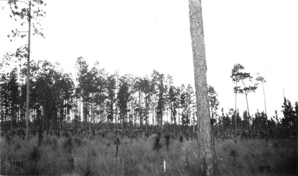Morrisons thinning plots - Leon County, Florida