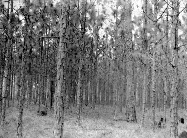 Morrisons thinning plots - Leon County, Florida