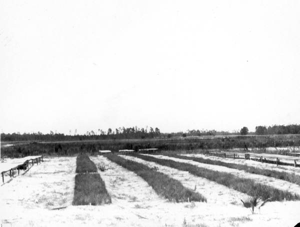 Unboarded seed beds