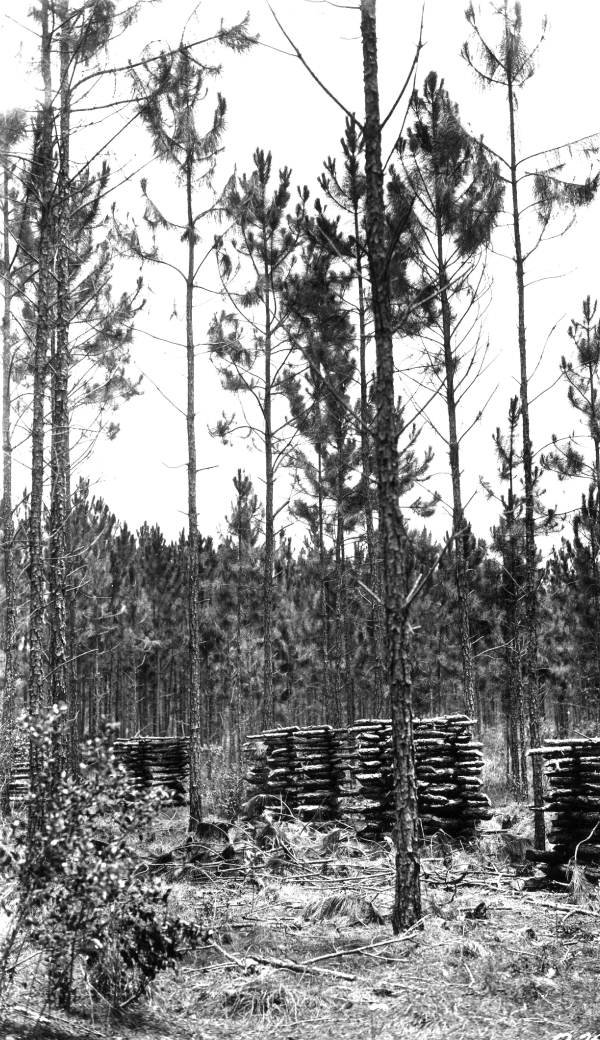 Thinned plot showing pulpwood