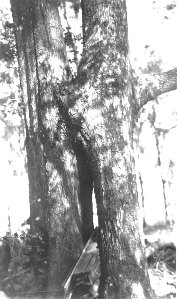 Natural graft of twin water oaks.