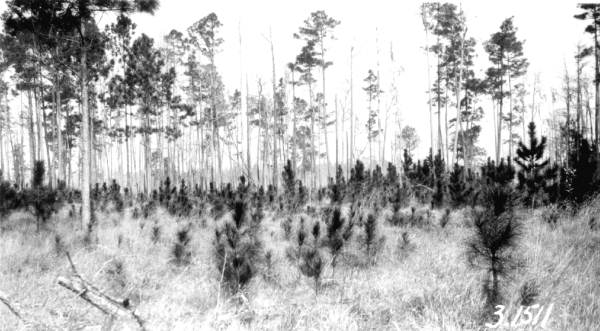 Slash pine reproduction coming back due to fire control