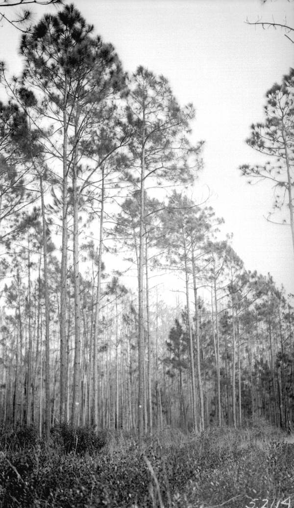 Trees chipped in gum test