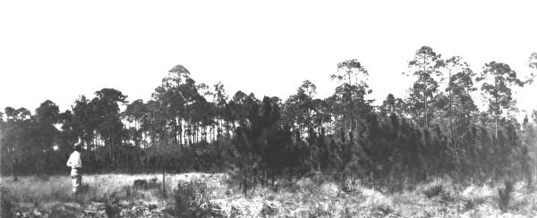 Burned and unburned slash pine plot