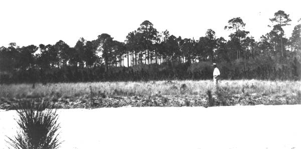 Burned slash pine plot