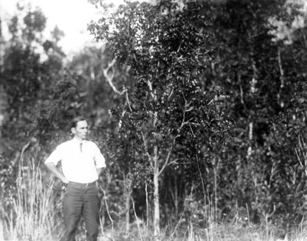 Three year old mahogany