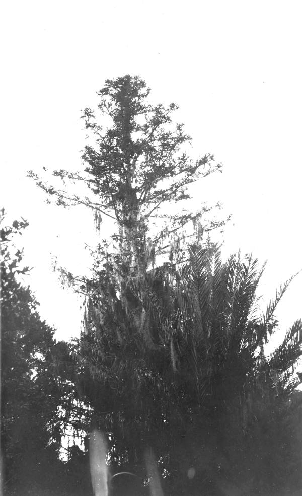 Aurancaria bedwilli, or "monkey puzzle" tree