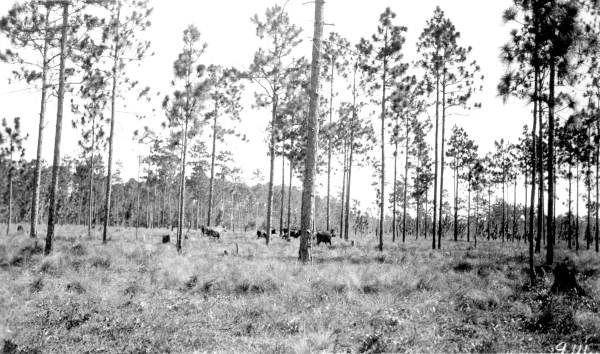 Cattle grazing