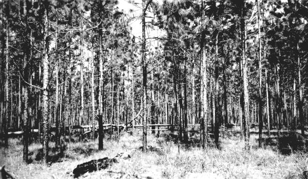 Pine stand before thinning, pruning and clear-up of dead wood
