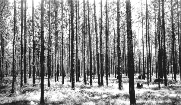 Interior view of typical longleaf stands after thinning