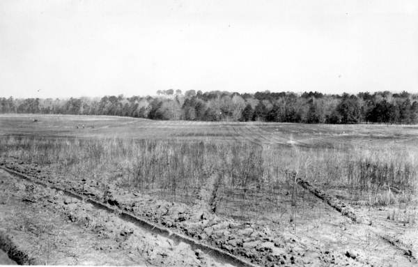 Furrow method of planting on 70 acre plantation.