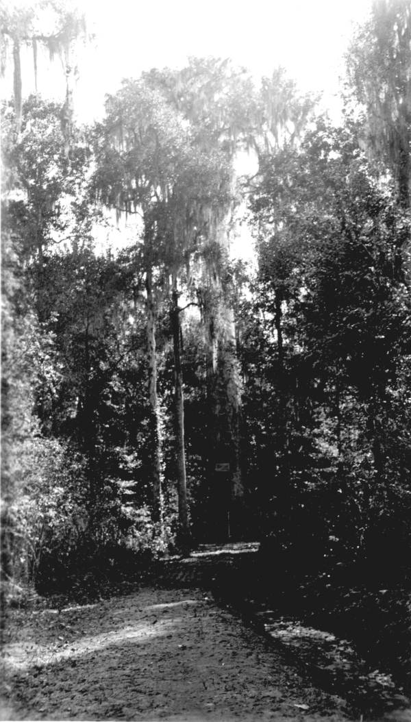 Giant cypress.