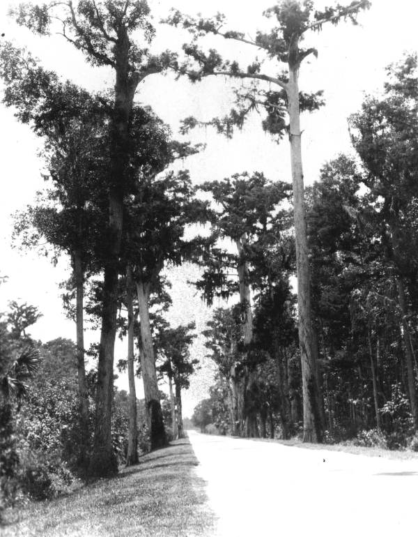 Bald cypress trees along Kissimmee Highway