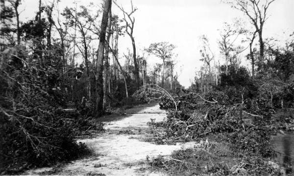 Damage in hardwood swamp caused by hurricane of Sept. 4, 1935.