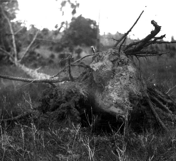 Pine tree uprooted by wind.