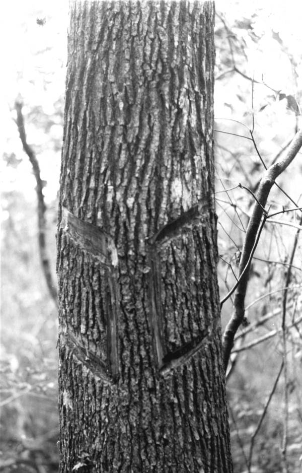 Sweet gum tree streaked for storax