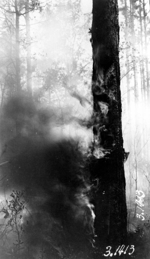Fire burning pine tree at faces cut for turpentining