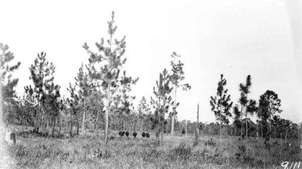 Cattle grazing in pinelands