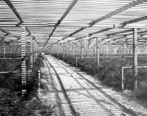 Van Skiver-Stanley Fernery