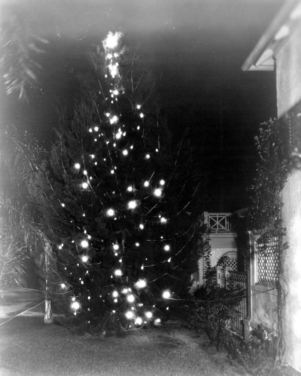 L.S. Taylor's tree decorated with Christmas lights - Winter Haven, Florida