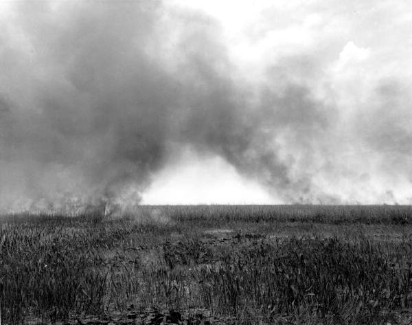 View of sawgrass fire - Everglades, Florida