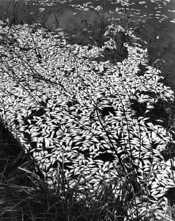 View of dead Gizzard shad killed during selective poisoning using rotenone.