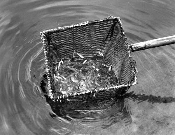 Fish released into the water