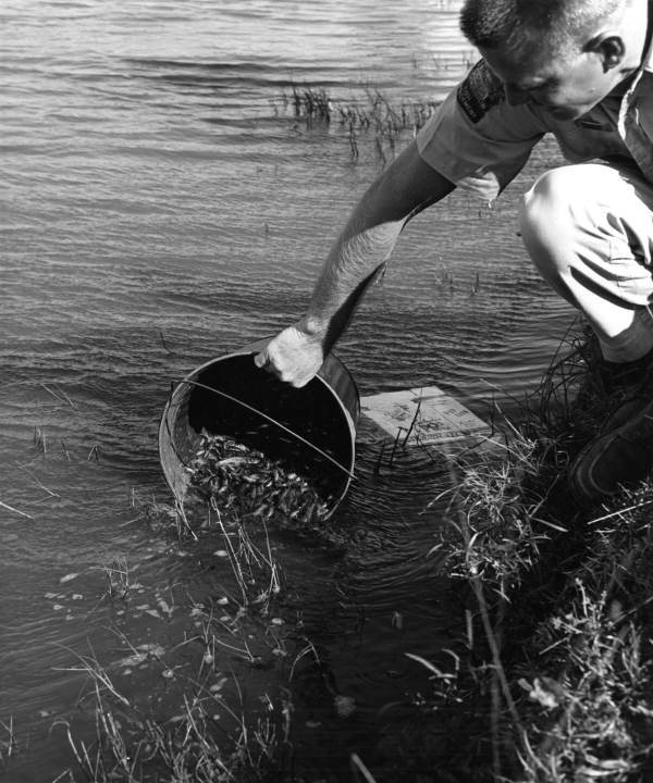 Unidentified game and fish officer releases fish into the water