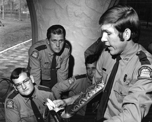 Unidentified Game and Fish Officer milking rattlesnake at Officer School