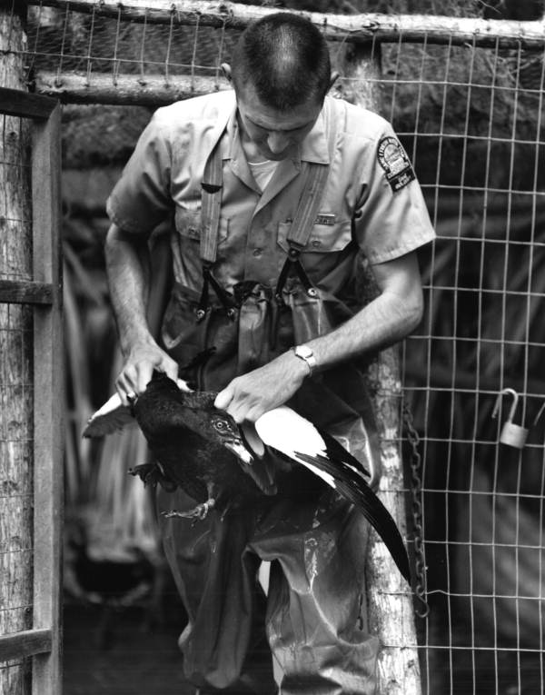 Dale Crider checks a bird